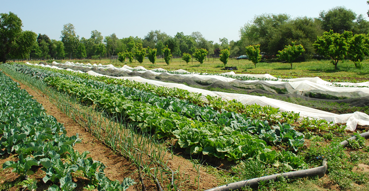 summer crops in field